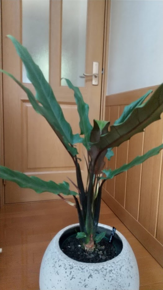 コロカシア黒葉ピンクラーバーcolocasia Psylocke 1本ラスト‼︎ 観葉植物