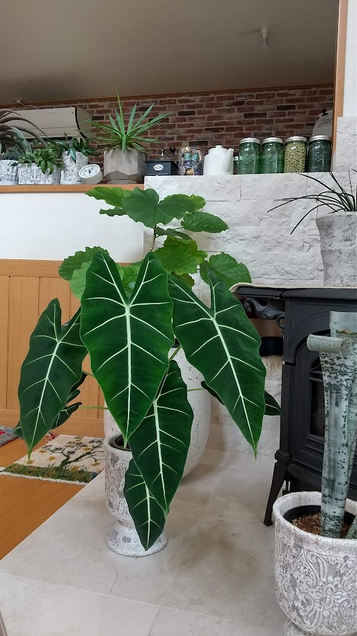 アロカシア グリーンベルベット | miicaのゆびいろ 