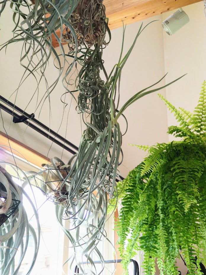 【A339】 新年大特価1円！ Tillandsia ドゥラティ エアプランツ エアープランツ ティランジア チランジア (送料無料) エアープランツ イオナンタ 4種 セット (初心者