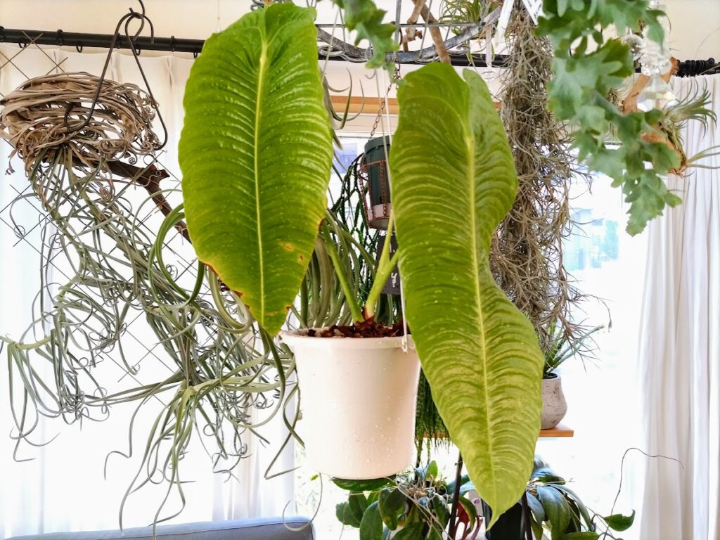 Anthurium veitchii narrow formアンスリウム ベイチー ナローフォーム 