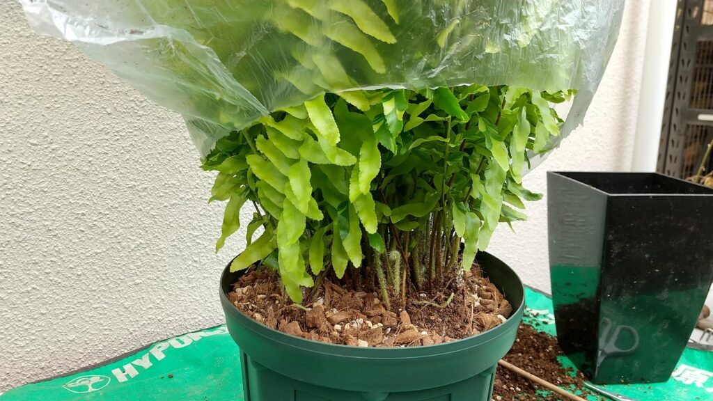 ネフロレピス エクサルタタ ハッピー・マーブル Nephrolepis exaltata 