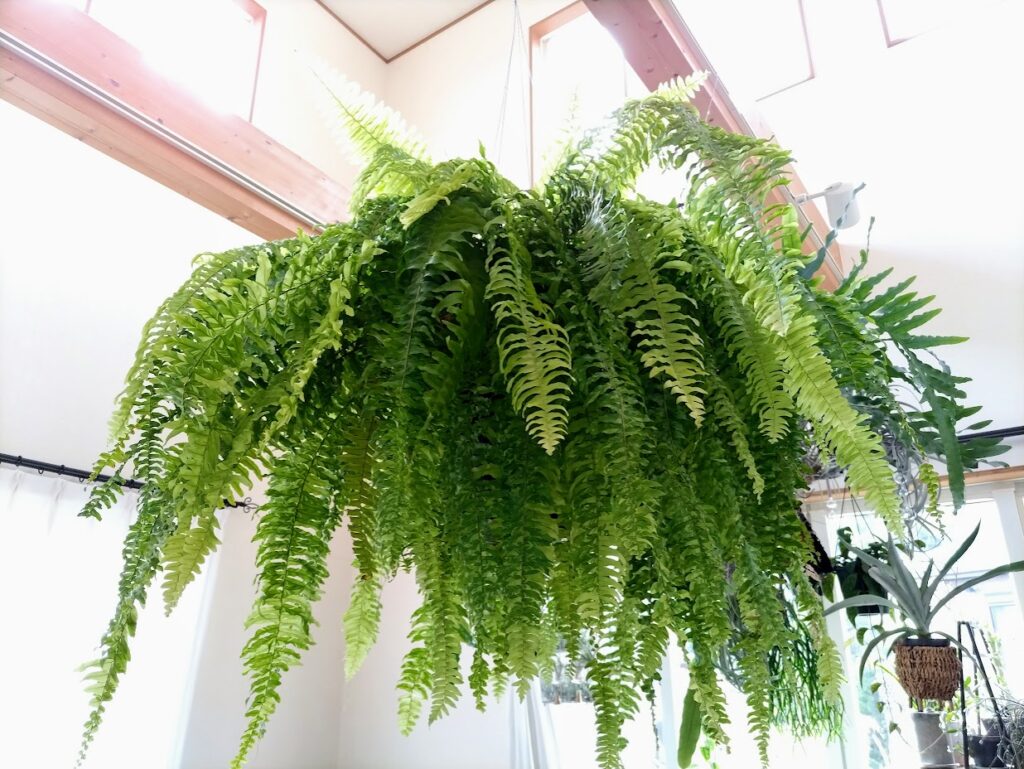 ネフロレピス エクサルタタ ハッピー・マーブル Nephrolepis exaltata 