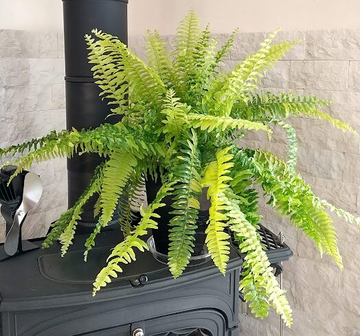 ネフロレピス エクサルタタ ハッピー・マーブル Nephrolepis exaltata 