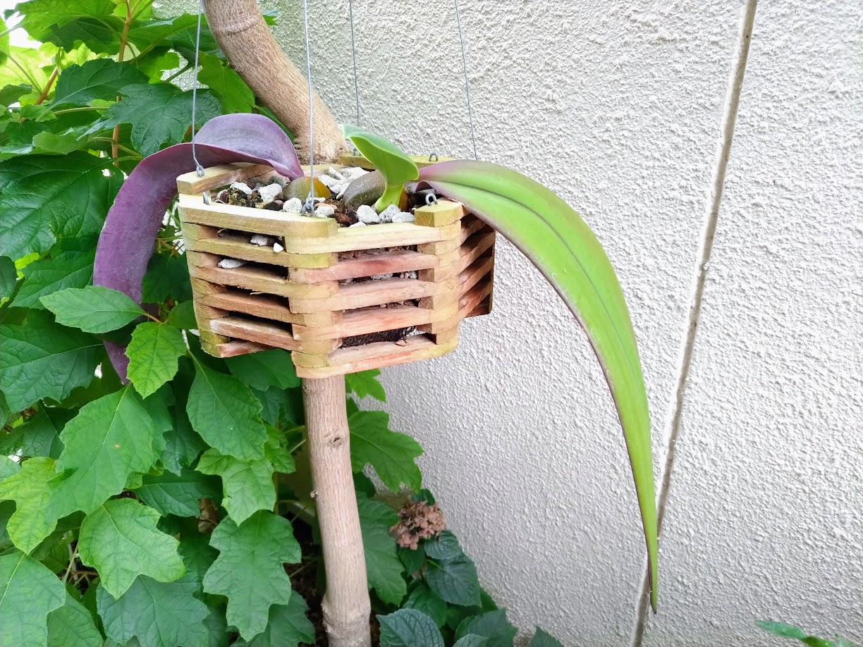 バルボフィラム ファレノプシス Bulbophyllum phalaenopsis | miicaの 