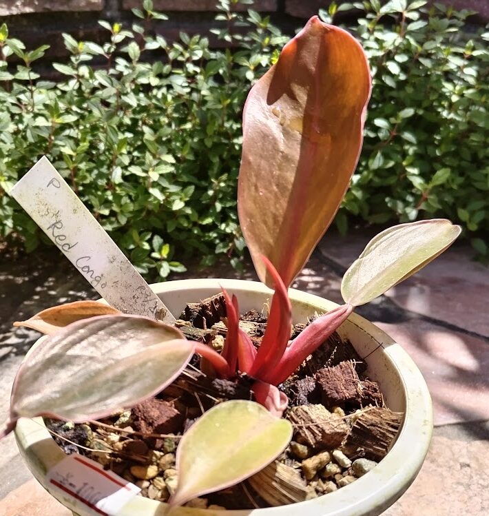 フィロデンドロン レッド コンゴ Philodendron Red Congo | miicaの  