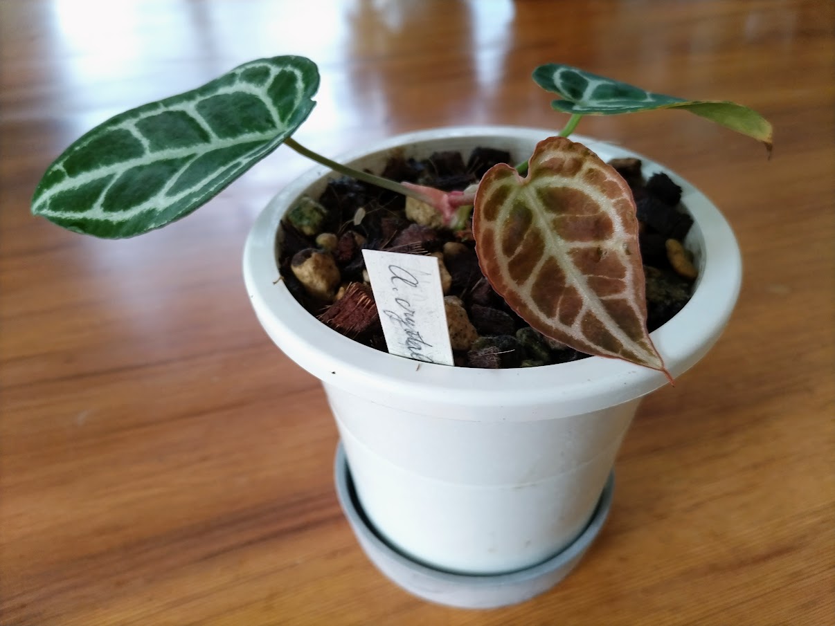 アンスリウム レッドクリスタリナムAnthurium 痩せれ  