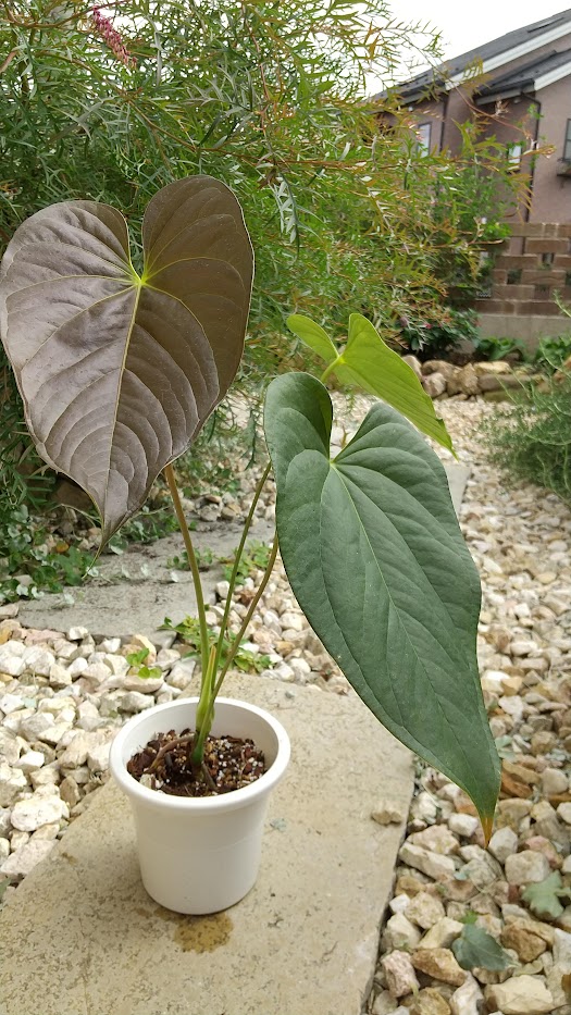 超激得，定番 ＫＮ　１円！　アンスリューム　チャンベルライニー　‘ロムズレッド‘（ANTHURIUM CHAMBERLAINIANII ‘ROM`S RED‘）　　0.8Ｍ以下