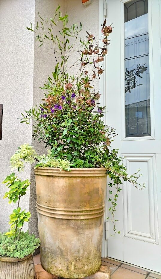 大きな鉢に木を寄せ植え | miicaのゆびいろ