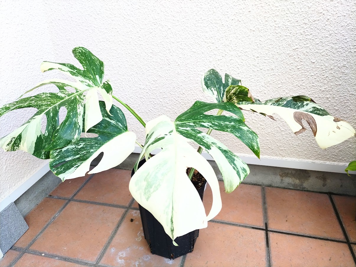 花宇宙25-11.jpg