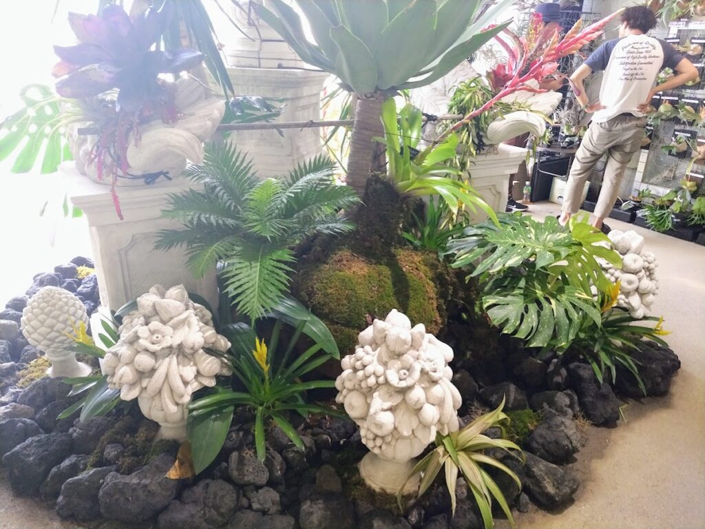 27 モンステラ デリシオーサ イエロームーン 花宇宙クンゾウ社長命名 