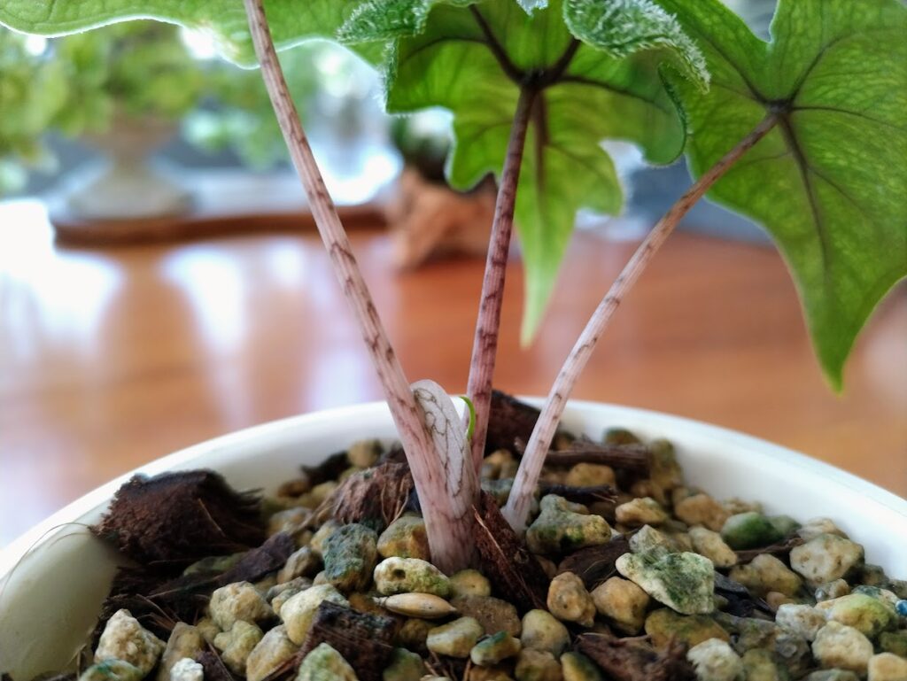 アロカシア ジャクリン / ジャックリン Alocasia Jacklyn 芋 - 植物 ...