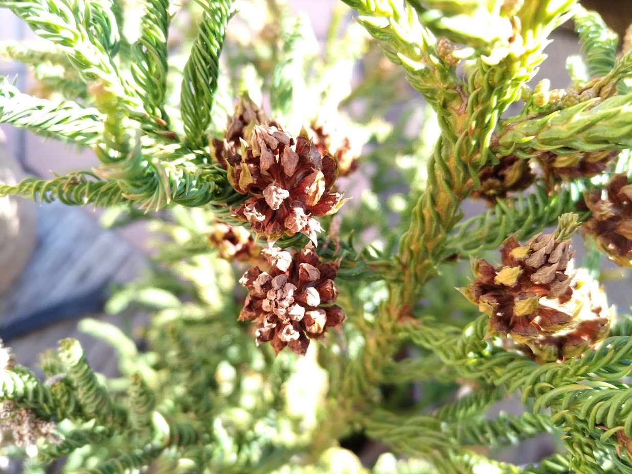 ラセン杉 Cryptomeria japonica cv. Spiralis | miicaのゆびいろ